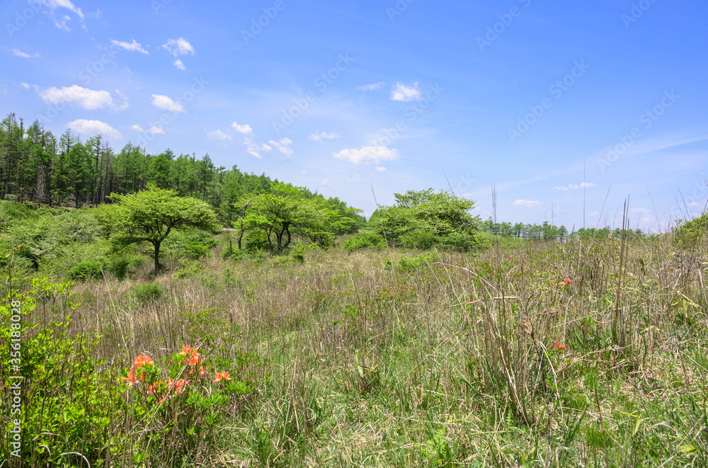 Obraz premium 初夏の高ボッチ高原