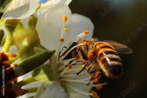  nectar collecting bee © Krzysztof