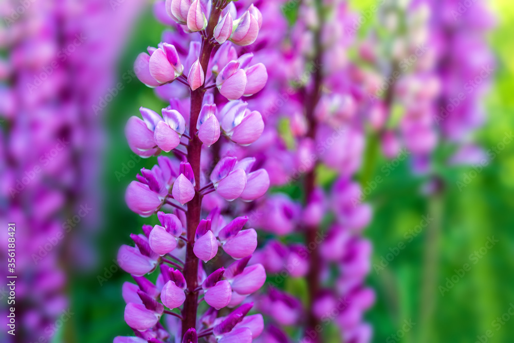 Blooming lupins in the meadow on a warm summer day Blooming lupins in the meadow on a warm summer day