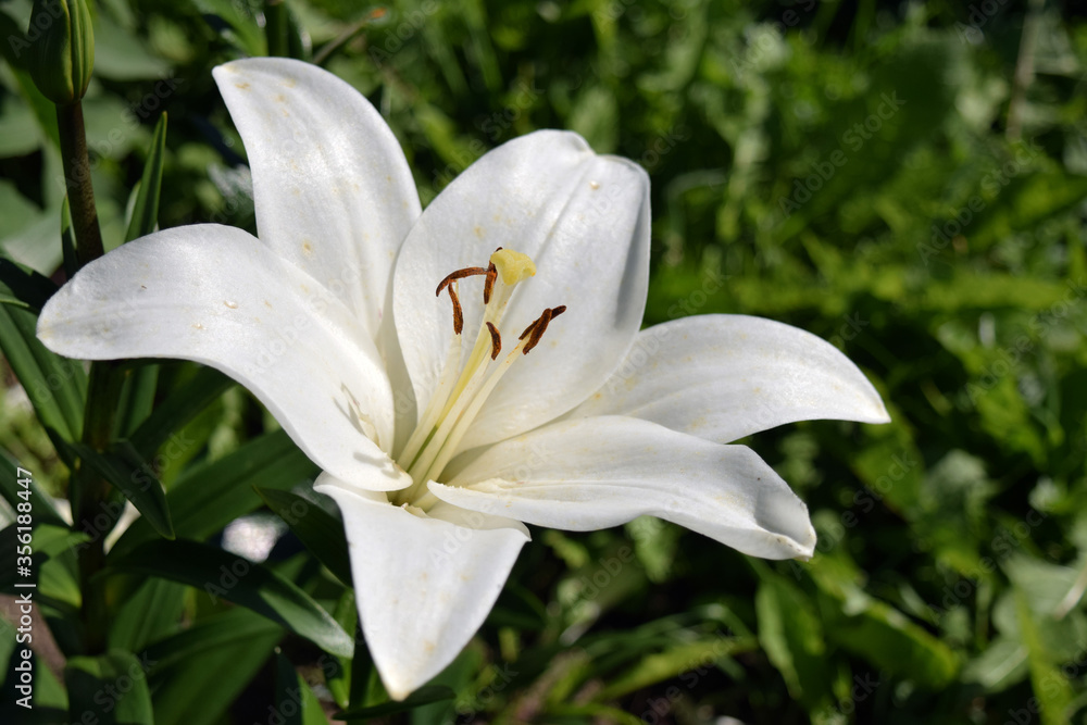 White lily close-up on a background of grass White lily close-up on a background of grass