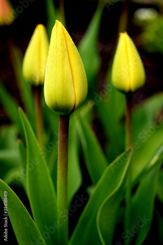 Three yellow tulips growing in a flower bed close-up.