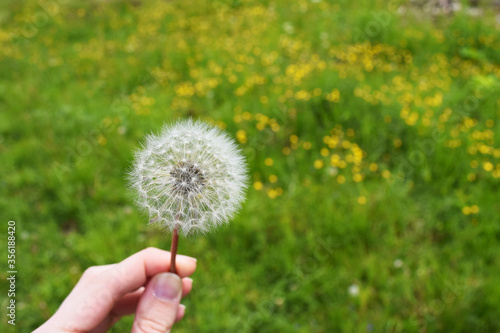 White air dandelion in the hand