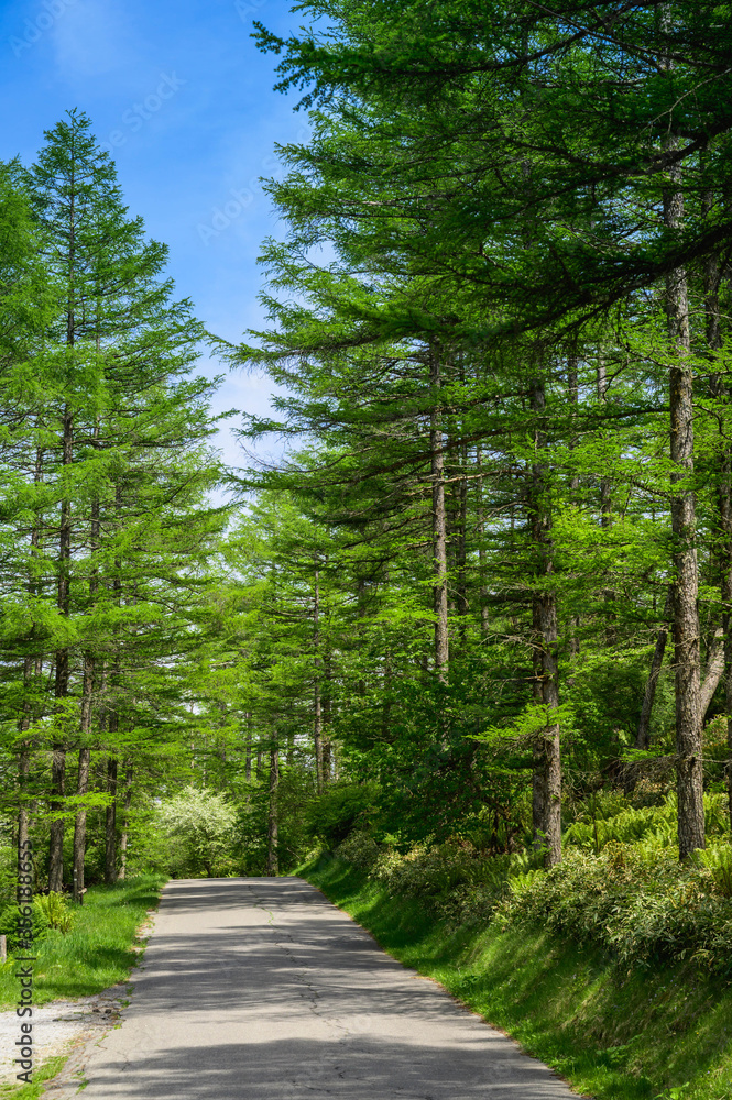 Obraz premium カラマツ林の道 高ボッチ高原