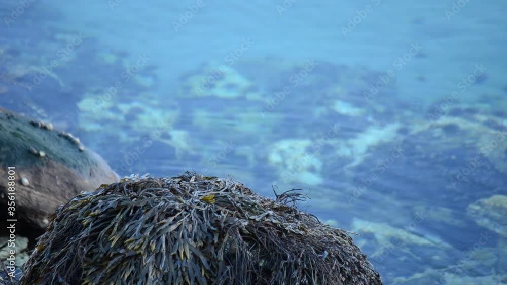 seaweed covered rock with blue sea water background seaweed covered rock with blue sea water background