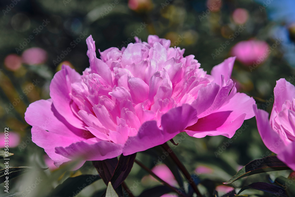 Beautiful
pink
peonies bloomed in the summer in a city park. Beautiful
pink
peonies bloomed in the summer in a city park.