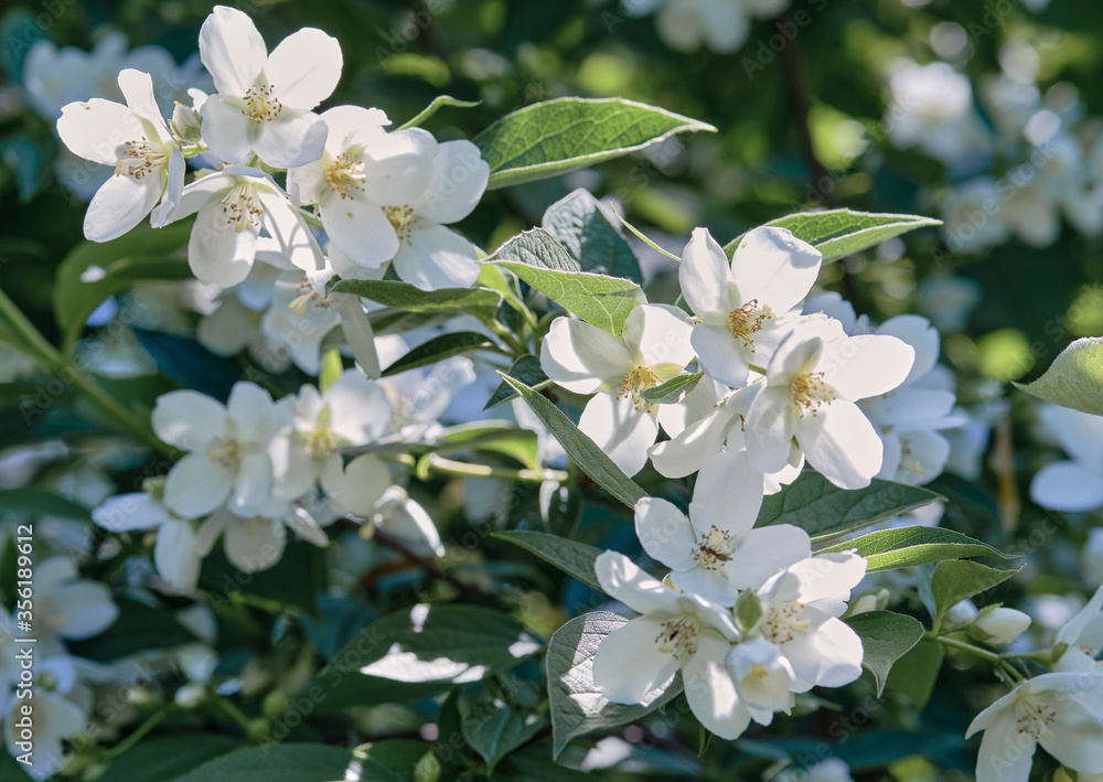 Obraz premium Beautiful fragrant jasmine bloomed in the summer in a city park.