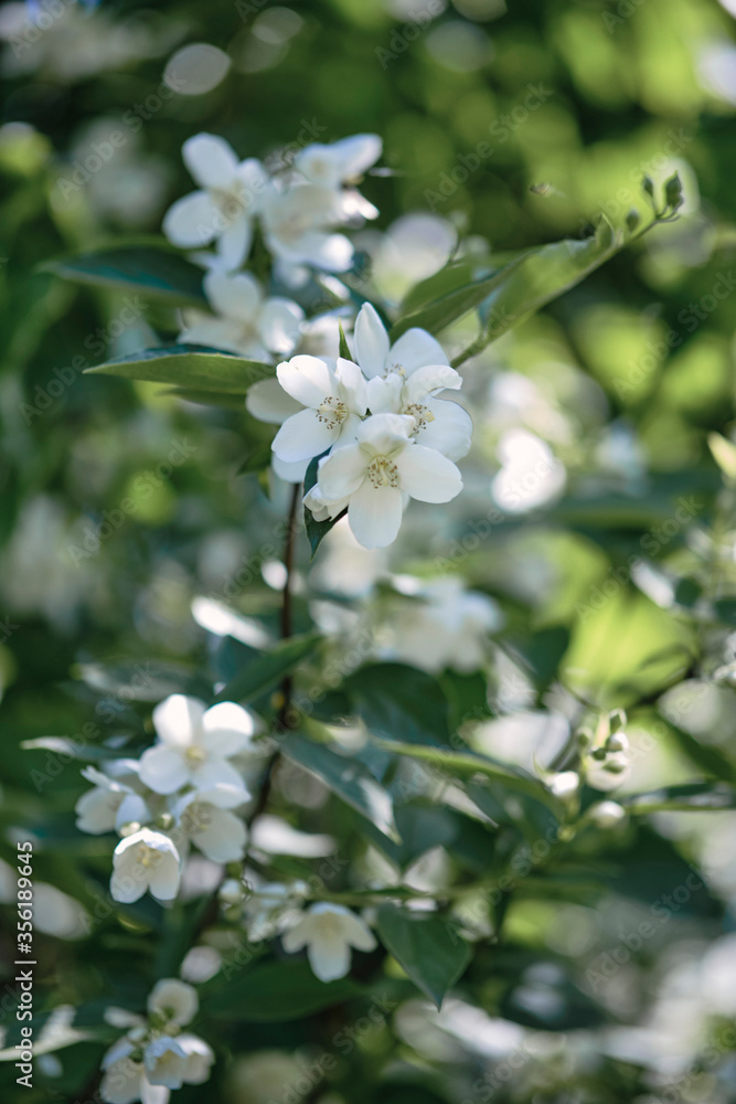 Beautiful
fragrant jasmine bloomed in the summer in a city park. Beautiful
fragrant jasmine bloomed in the summer in a city park.