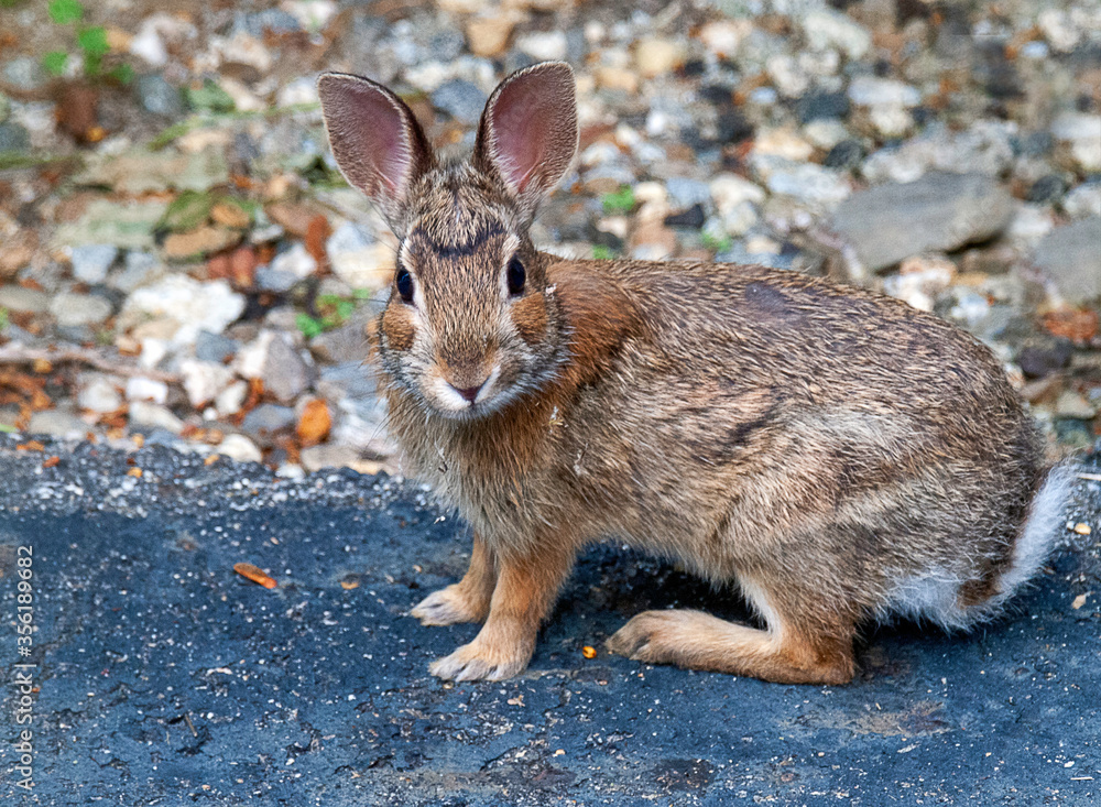 Fototapeta premium rabbit on the ground