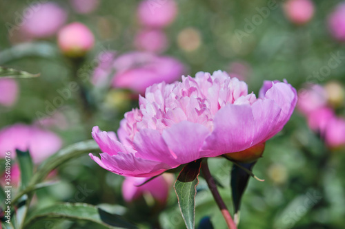 Beautiful
pink
peonies bloomed in the summer in a city park.