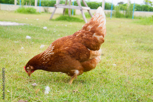 Fotografie Free range chickens on a lawn pecking the ground