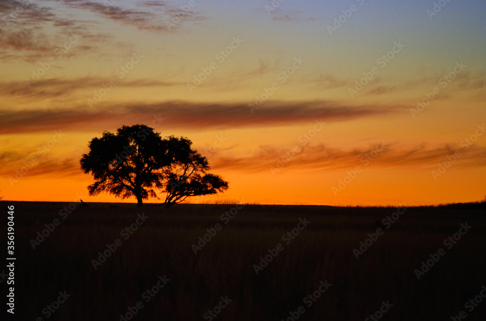 Beautiful african sunset landscape and tree silhouette in savanna
