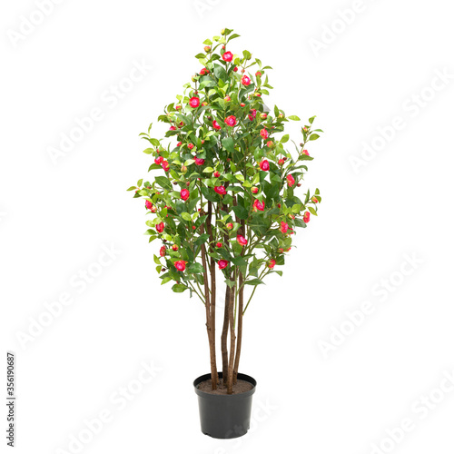 Artificial camelia tree with buds like real as modern evergreen ecological decoration for interiors of house, malls, restaurants. isolated on white background for design collage