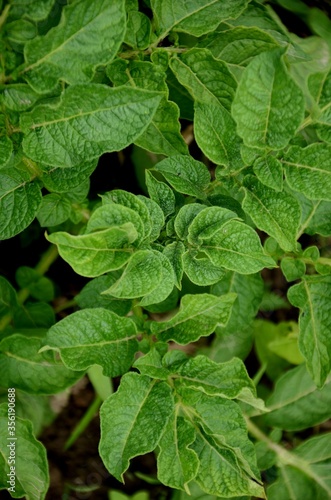 Wallpaper Mural fresh healthy potato leaves close up. potato plant growing in the garden Torontodigital.ca