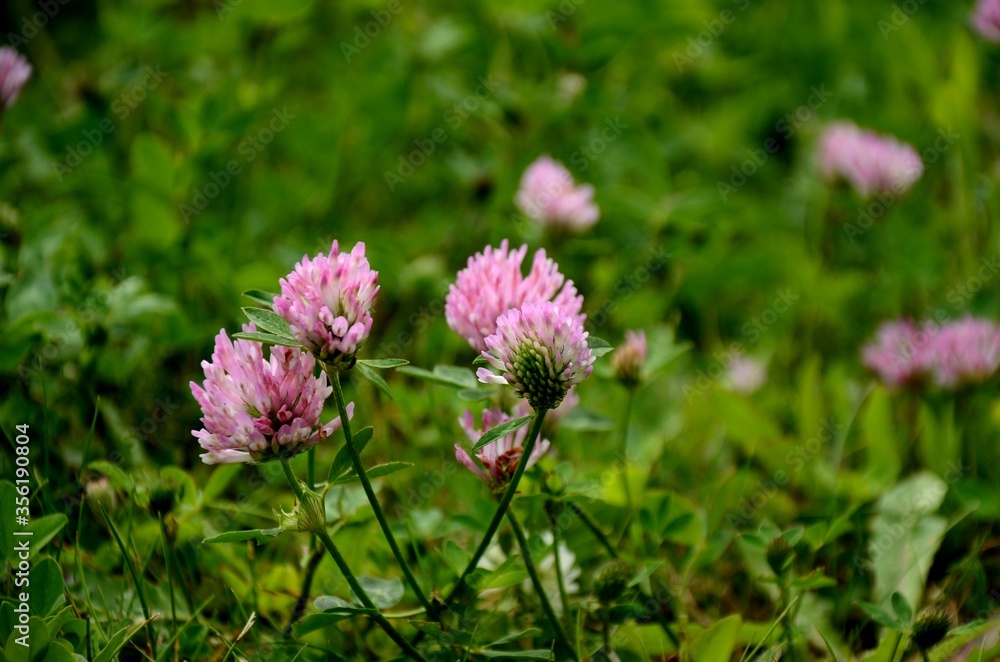a group of pink clovers  growing in a green meadow in the evening light, floral background of wildflowers