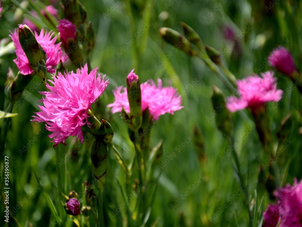 close up pink carnations growing on a flowerbed. bright flowers on a background of blurred green leaves. close up pink carnations growing on a flowerbed. bright flowers on a background of blurred green leaves.
