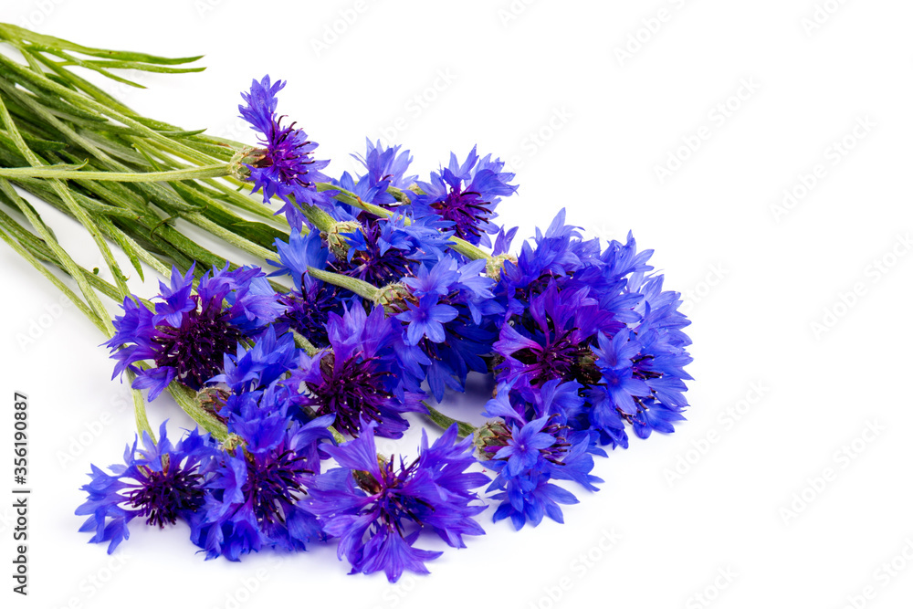 Blue cornflowers, summer flowers on white background, floral background, beautiful small cornflowers close up