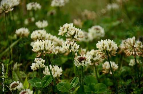close up white clovers growing in a meadow in the evening light, floral background of wildflowers