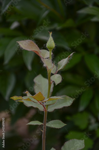 Wallpaper Mural green leaves on a branch Torontodigital.ca