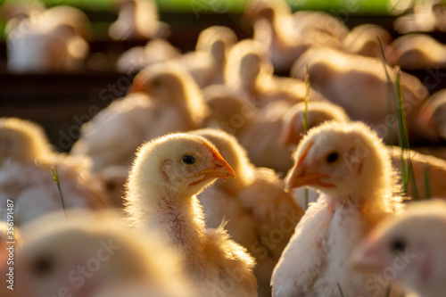 Cuadro en lienzo broiler chick on pasture