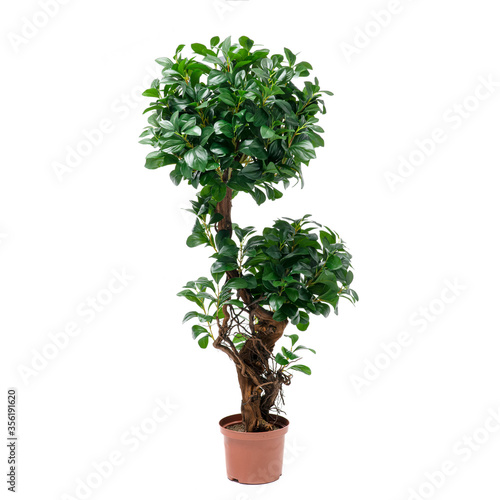 Artificial ficus microcarpa moclame tree like real as modern evergreen ecological decoration for interiors of house, malls, restaurants. isolated on white background for design collage photo