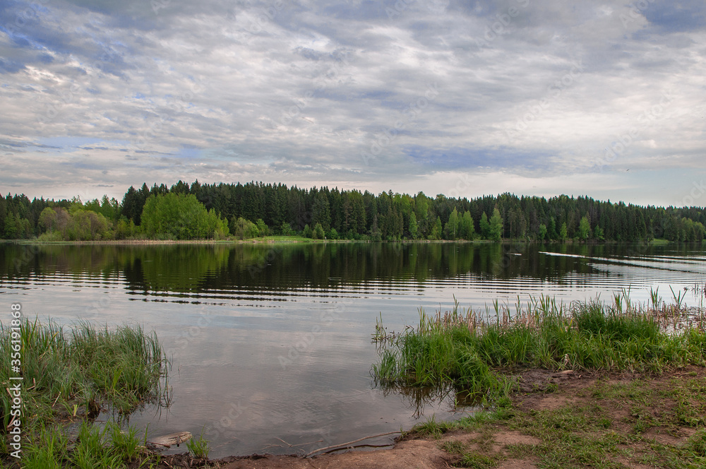 forest lake in the evening, twilight. In the background, pine trees are reflected in the water.