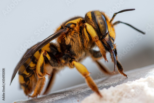Macro closeup of wool carder bee