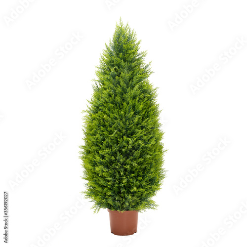 Artificial thuja cone tree like real as modern evergreen ecological decoration for interiors of house, malls, restaurants. isolated on white background for design collage