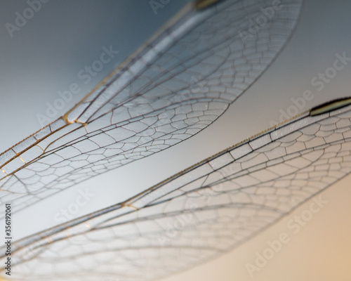 Macro of dragonfly wings showing pterostigma. Pterostigma are used to prevent wing vibration during flight.