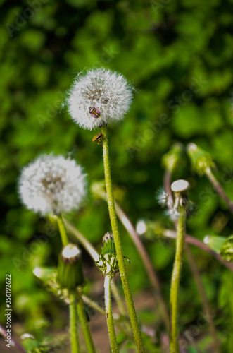 dandelion on green background