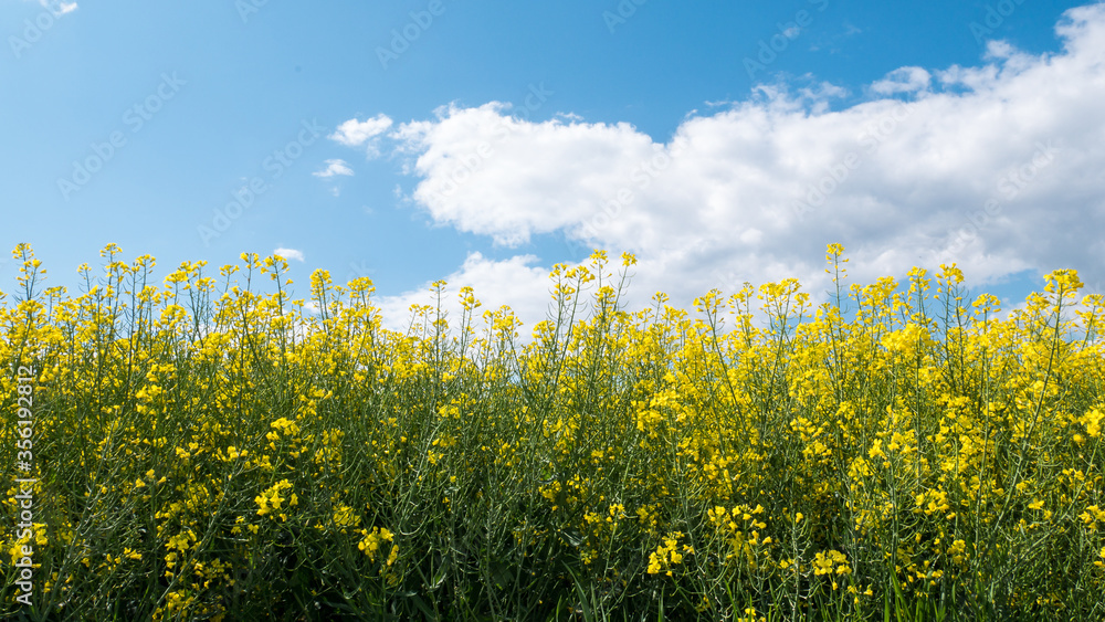 Vast field with yellow flowers and a cloudy sky Vast field with yellow flowers and a cloudy sky