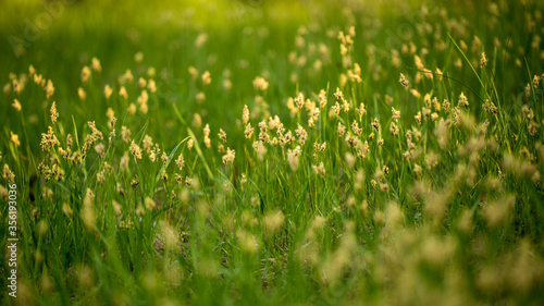 Grass and leaves