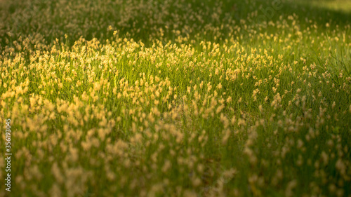 Grass and leaves