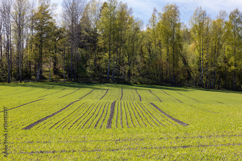 New crop growing photo