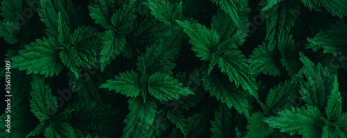 dark green leaves  abstract flora texture