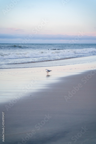 a single seagull stands on the seashore