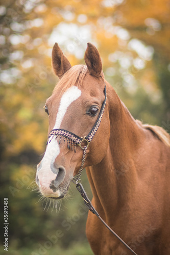 gorgeous and healthy arabian horse in autumn landscape