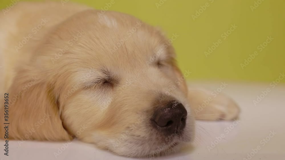 cute golden retriever pup laying down, sleeping, dreaming and constricting eyelids on yellow background cute golden retriever pup laying down, sleeping, dreaming and constricting eyelids on yellow background