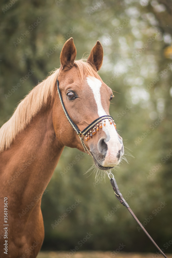 Fototapeta premium gorgeous and healthy arabian horse in autumn landscape