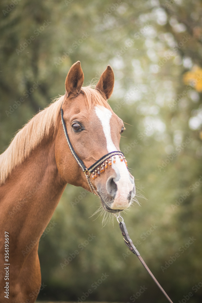 gorgeous and healthy arabian horse in autumn landscape gorgeous and healthy arabian horse in autumn landscape