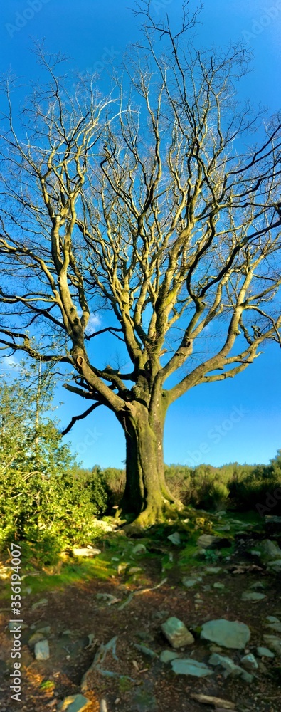 Fototapeta premium Hêtre de Ponthus Arbre remarquable