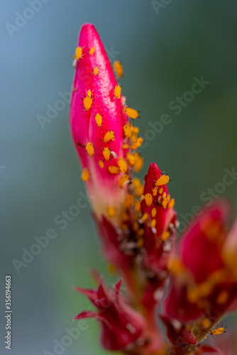 Macro of yellow aphids on a flower bud