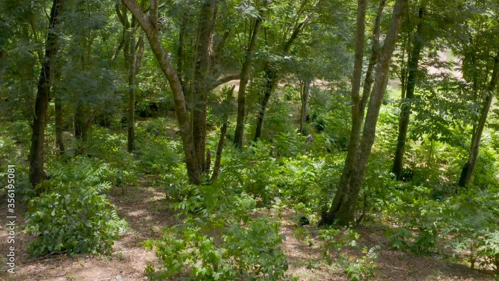 Footpath in the forest Footpath in the forest
