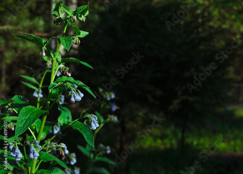 Bluebell with dark forest on background closeup