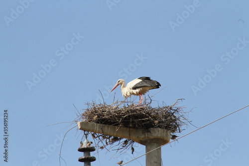 A stork in the nest