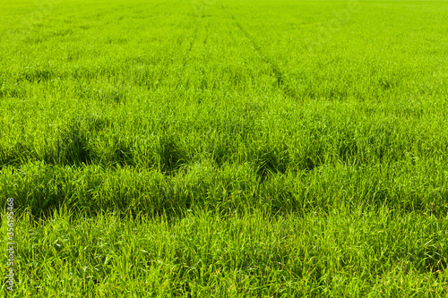 Sown green field on a farm in summer season