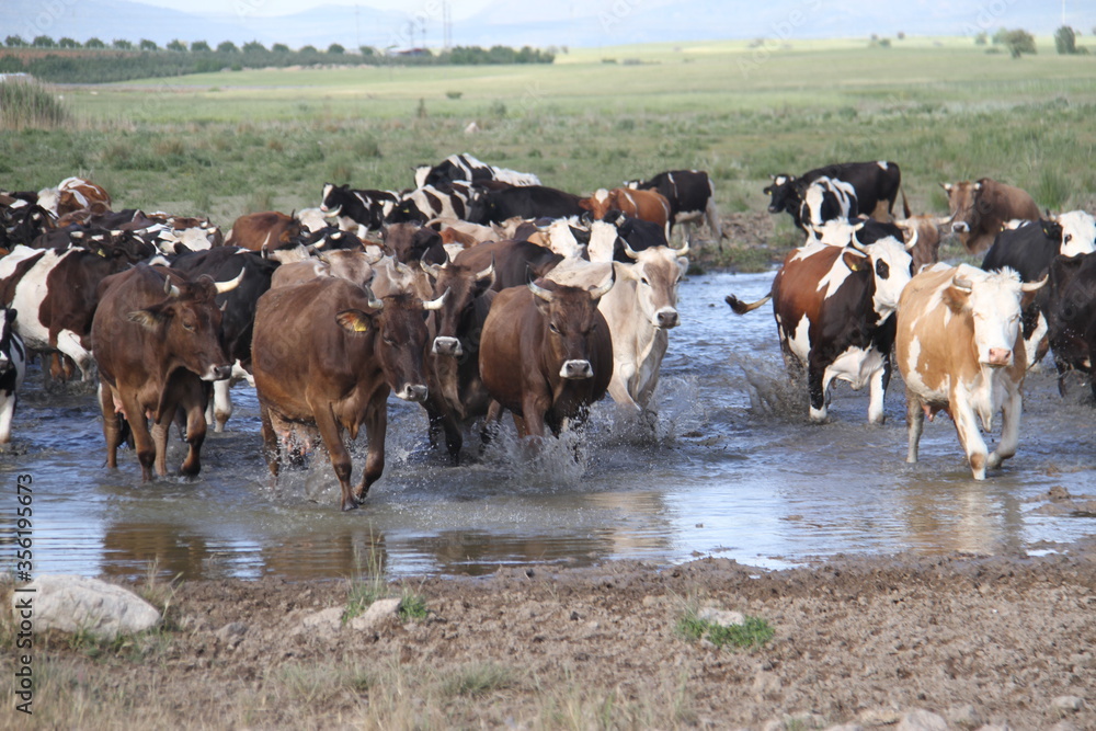 Obraz premium Herd of cows in water