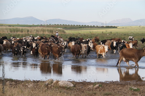 Herd of cows on shallow water, herd of cows wandering in nature, cows in nature, breeding industry, husbandry industry
