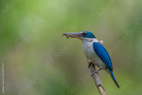 Beautiful blue bird in nature Collared Kingfisher (Todiramphus chloris)