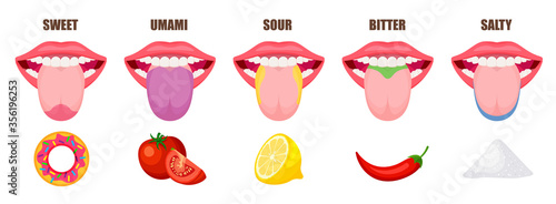Human tongue basic taste areas. Five taste zones in a mouth - sweet, salty, sour, bitter and umami. Educational, schematic vector illustration isolated on white background.