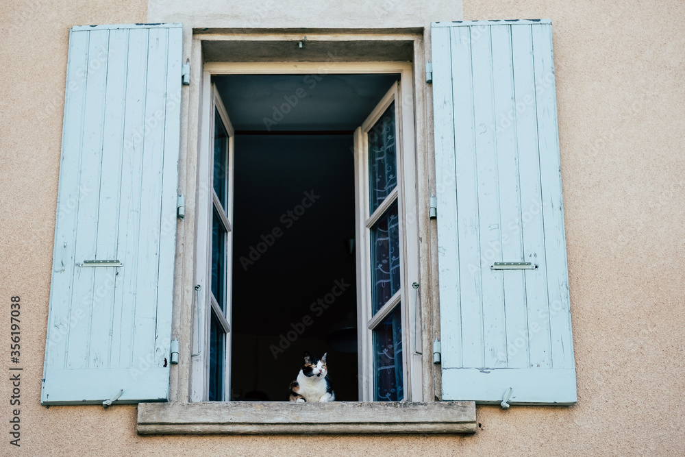 Chat tigré blanc en train de regarder par la fenetre